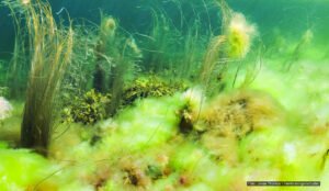 Mye lurv rundt ålegras på Bolærne