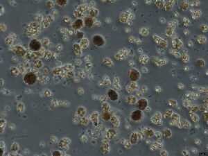 Project_Bl4_20260323_3_NIVA