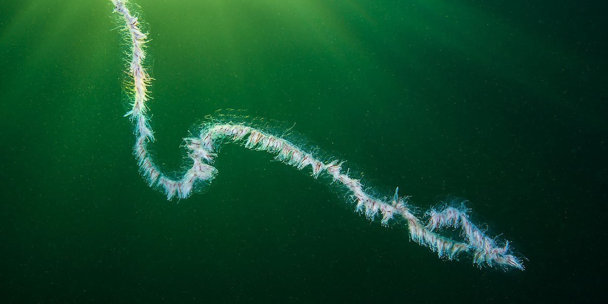 Apolemia-uvaria-15-12-2013-(1)(1)