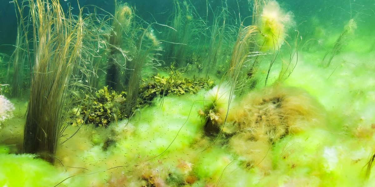 Mye lurv rundt ålegras på Bolærne.