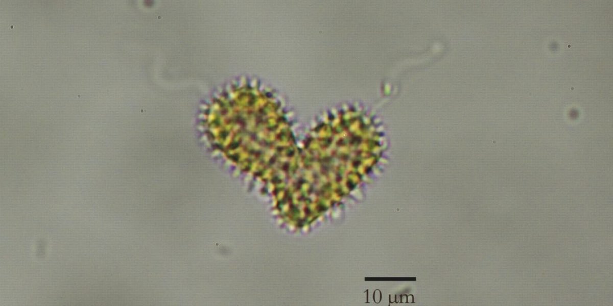 Pseudochattonella-farcimen-2_Birger-Skjelbreid