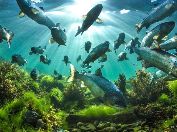 Villaks i Skulsfjorden. Bildet er tatt i tidevannssonen når laksen entrer elva.