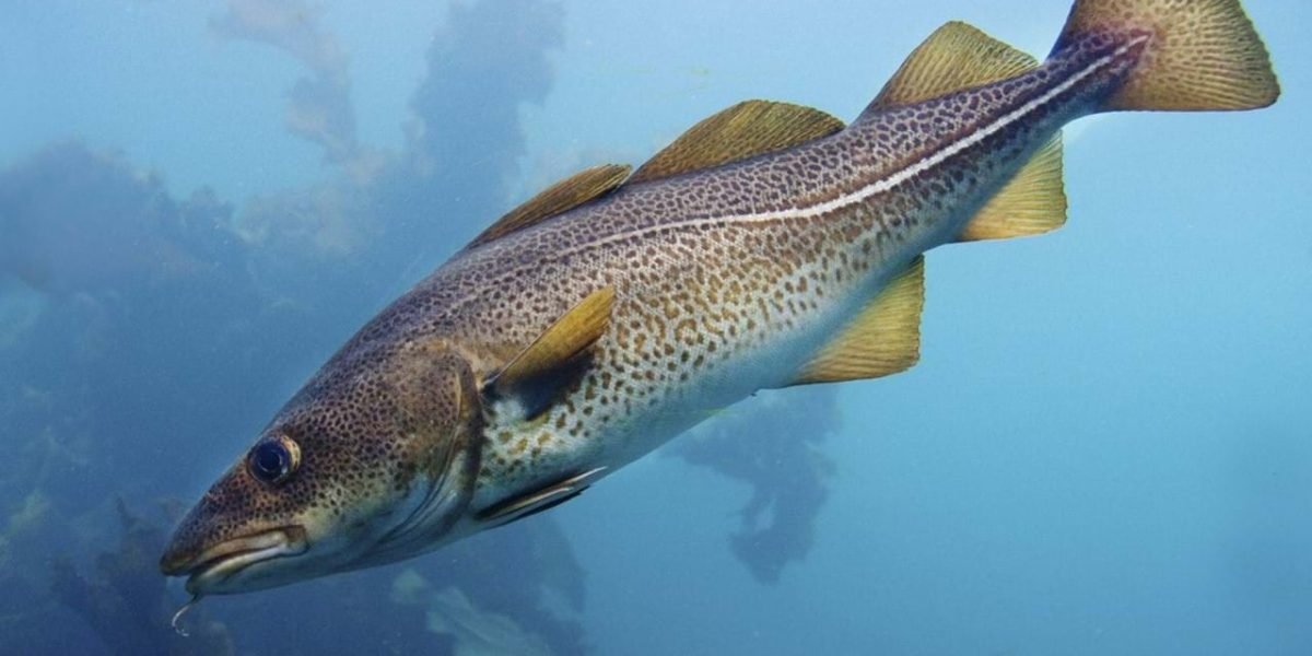 Foto: Øystein Paulsen, Havforskningsinstiuttet