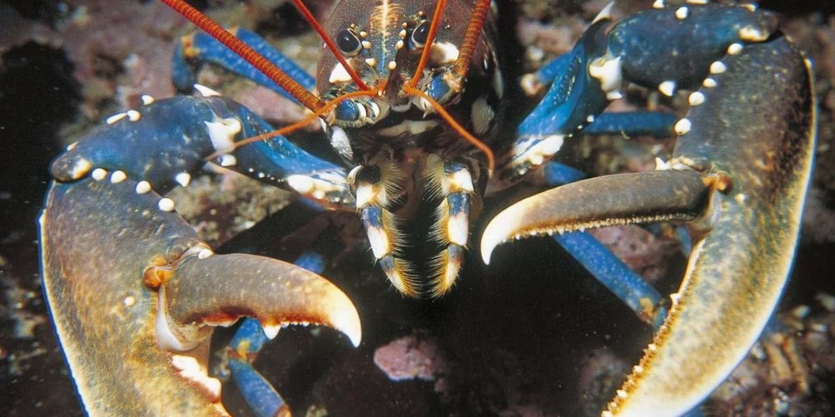 hummer_havforskningsinstituttet