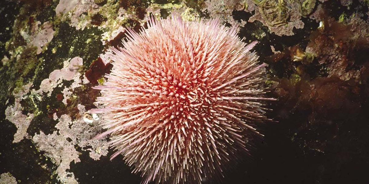 kraakebolle_foto_oepaulsen