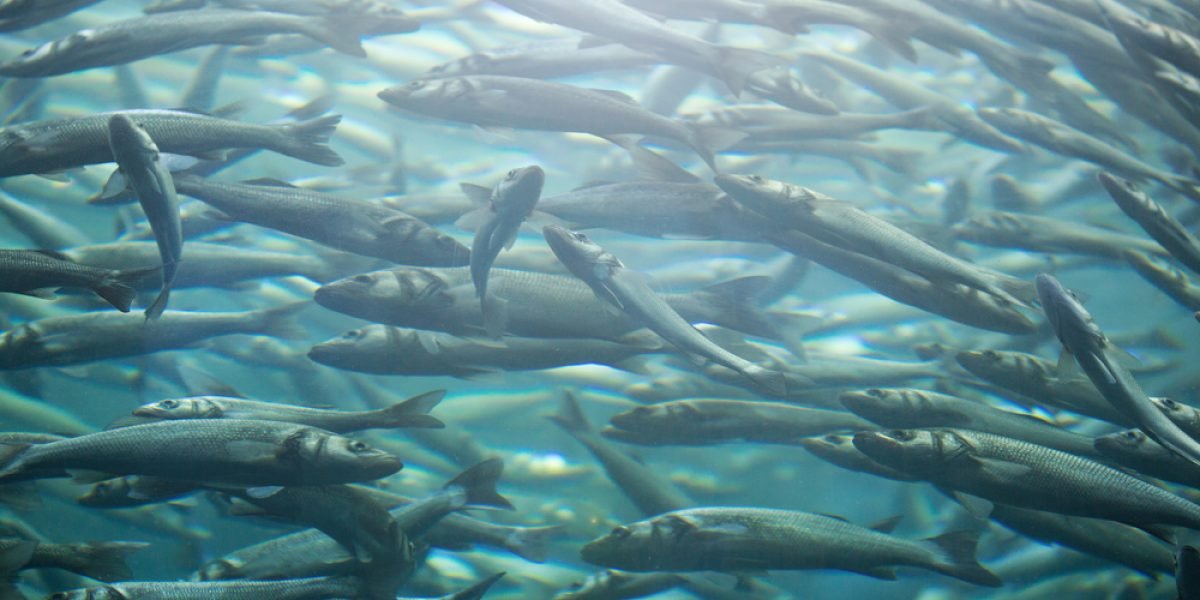 Foto: Shutterstock.com