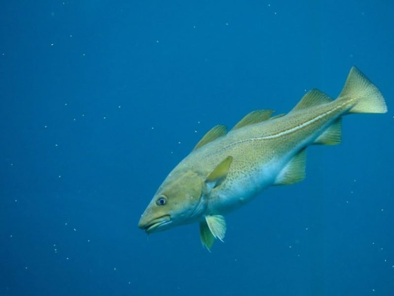 shutterstock_2448022687-960x640