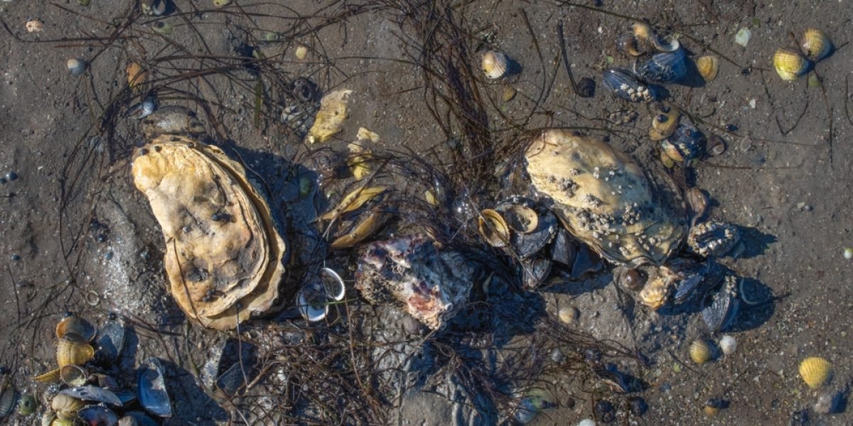 Foto: Shutterstock.com