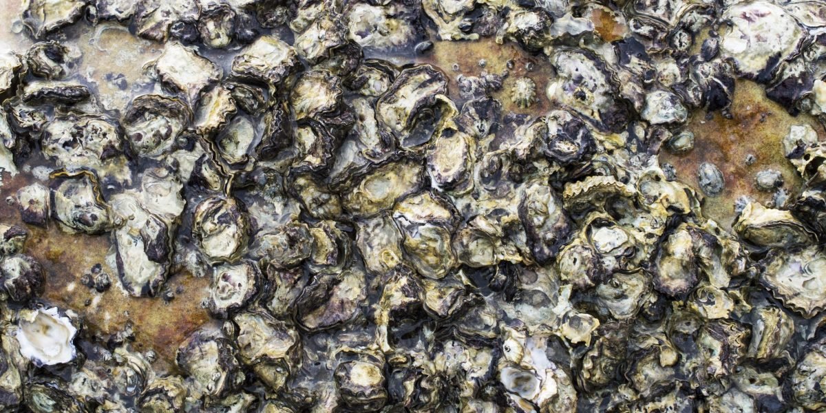 Oysters,Attached,On,The,Rock,At,The,Seashore