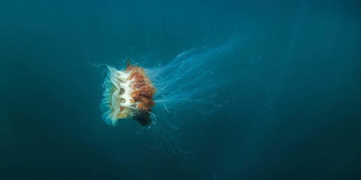 shutterstock_702019528-2