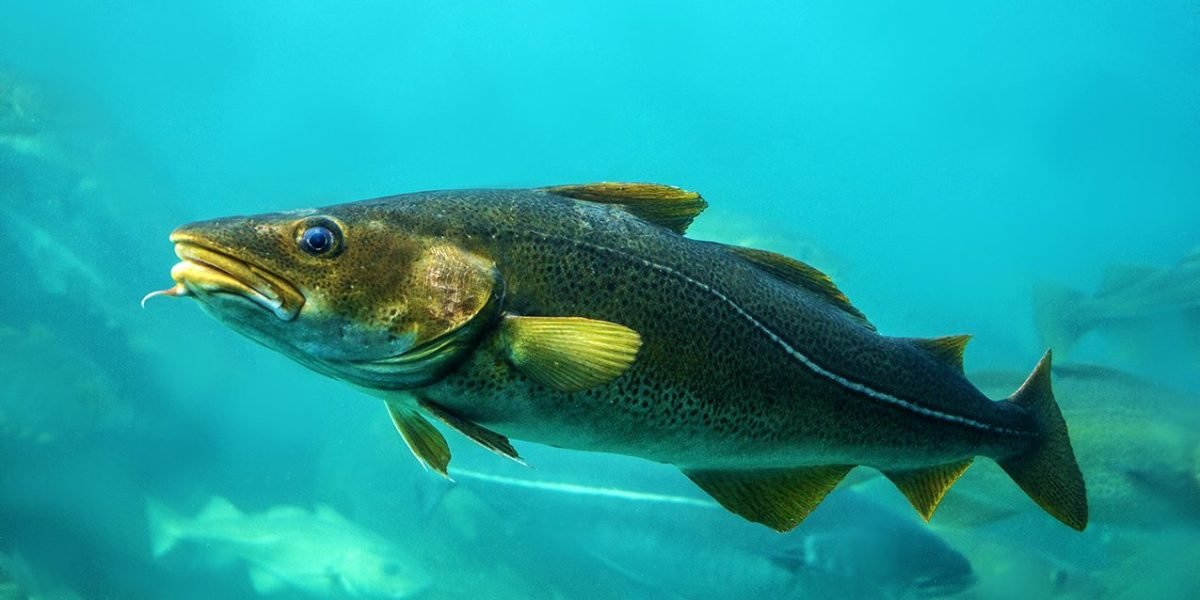 shutterstock_784432414_torsk_single_bilde_web-1275x720