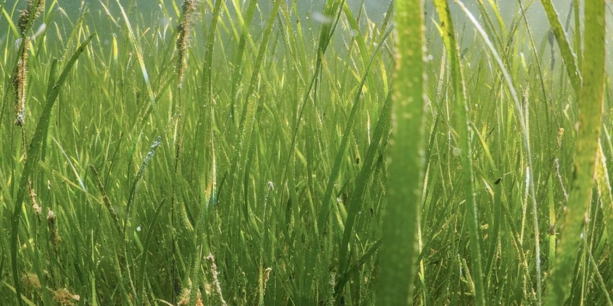 zosmadonoreng_storoykilen-mai23_Janne-Gitmark-1300x720